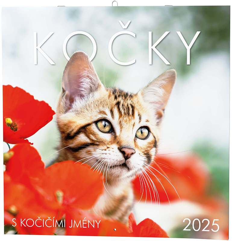 Nástěnný kalendář - Poznámkový - Kočky