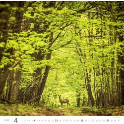 Forest/Wald/Les