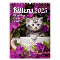 Kittens/Katzenbabys/Koťátka/Mačičky