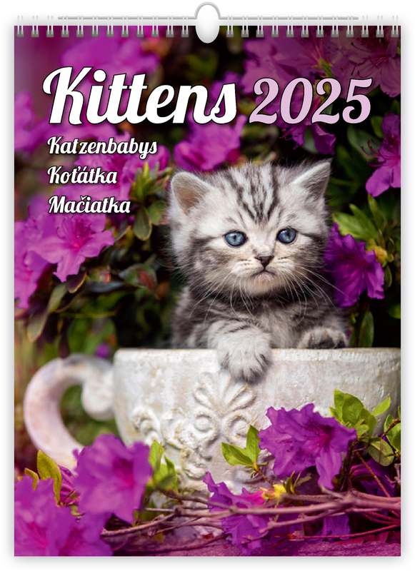 Kittens/Katzenbabys/Koťátka/Mačičky