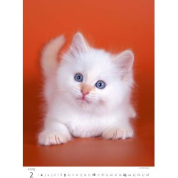 Kittens/Katzenbabys/Koťátka/Mačičky