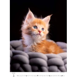 Kittens/Katzenbabys/Koťátka/Mačičky