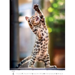 Kittens/Katzenbabys/Koťátka/Mačičky