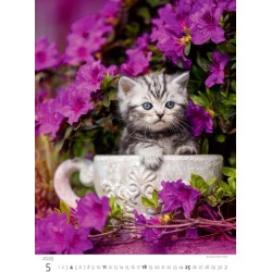 Kittens/Katzenbabys/Koťátka/Mačičky