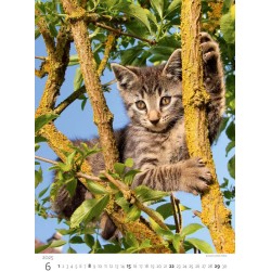 Kittens/Katzenbabys/Koťátka/Mačičky