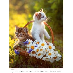 Kittens/Katzenbabys/Koťátka/Mačičky