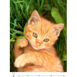 Kittens/Katzenbabys/Koťátka/Mačičky