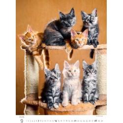 Kittens/Katzenbabys/Koťátka/Mačičky