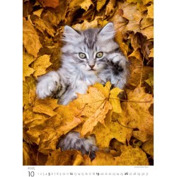 Kittens/Katzenbabys/Koťátka/Mačičky