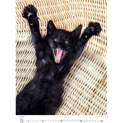 Kittens/Katzenbabys/Koťátka/Mačičky