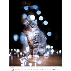 Kittens/Katzenbabys/Koťátka/Mačičky