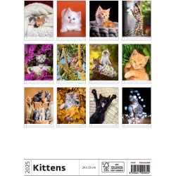 Kittens/Katzenbabys/Koťátka/Mačičky