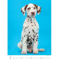 Puppies/Welpen/Štěňátka/Šteniatka