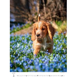 Puppies/Welpen/Štěňátka/Šteniatka