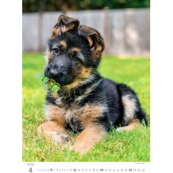 Puppies/Welpen/Štěňátka/Šteniatka