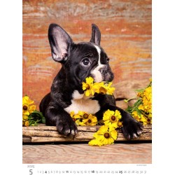 Puppies/Welpen/Štěňátka/Šteniatka