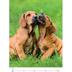 Puppies/Welpen/Štěňátka/Šteniatka