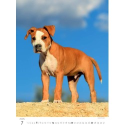 Puppies/Welpen/Štěňátka/Šteniatka