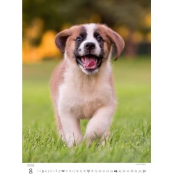 Puppies/Welpen/Štěňátka/Šteniatka