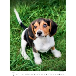 Puppies/Welpen/Štěňátka/Šteniatka