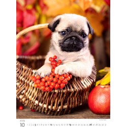 Puppies/Welpen/Štěňátka/Šteniatka