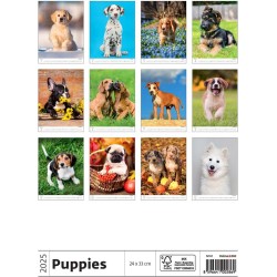 Puppies/Welpen/Štěňátka/Šteniatka