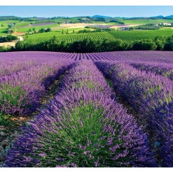Provence