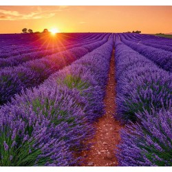 Provence