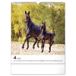 Nástěnný kalendář Koně 2024, 30 x 34 cm