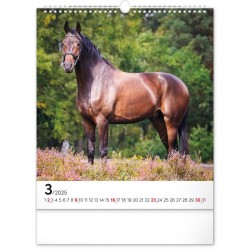Nástěnný kalendář Koně 2024, 30 x 34 cm