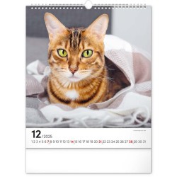 Nástěnný kalendář Kočky 2024, 30 x 34 cm