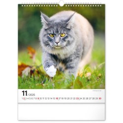 Nástěnný kalendář Kočky 2024, 30 x 34 cm