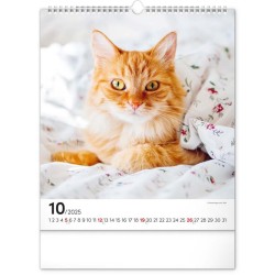 Nástěnný kalendář Kočky 2024, 30 x 34 cm