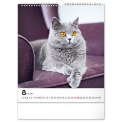 Nástěnný kalendář Kočky 2024, 30 x 34 cm
