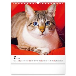 Nástěnný kalendář Kočky 2024, 30 x 34 cm