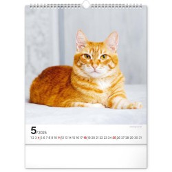Nástěnný kalendář Kočky 2024, 30 x 34 cm