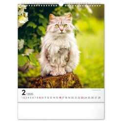 Nástěnný kalendář Kočky 2024, 30 x 34 cm