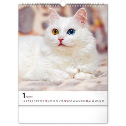 Nástěnný kalendář Kočky 2024, 30 x 34 cm
