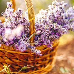 Poznámkový kalendář Provence 2024, voňavý, 30 x 30 cm