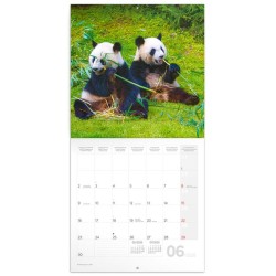 Poznámkový kalendář Pandy 2024, 30 x 30 cm