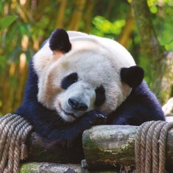 Poznámkový kalendář Pandy 2024, 30 x 30 cm