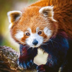 Poznámkový kalendář Pandy 2024, 30 x 30 cm