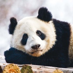 Poznámkový kalendář Pandy 2024, 30 x 30 cm