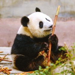 Poznámkový kalendář Pandy 2024, 30 x 30 cm