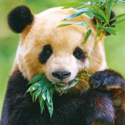 Poznámkový kalendář Pandy 2024, 30 x 30 cm