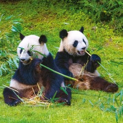 Poznámkový kalendář Pandy 2024, 30 x 30 cm