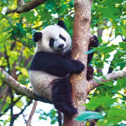 Poznámkový kalendář Pandy 2024, 30 x 30 cm