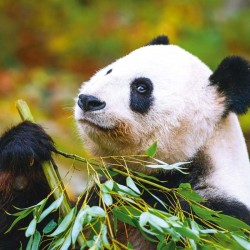 Poznámkový kalendář Pandy 2024, 30 x 30 cm