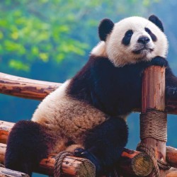 Poznámkový kalendář Pandy 2024, 30 x 30 cm