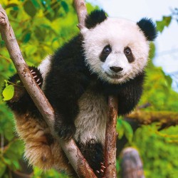 Poznámkový kalendář Pandy 2024, 30 x 30 cm